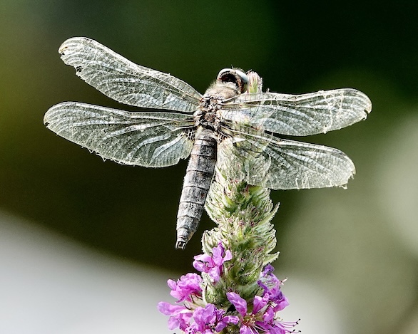 scarce chaser